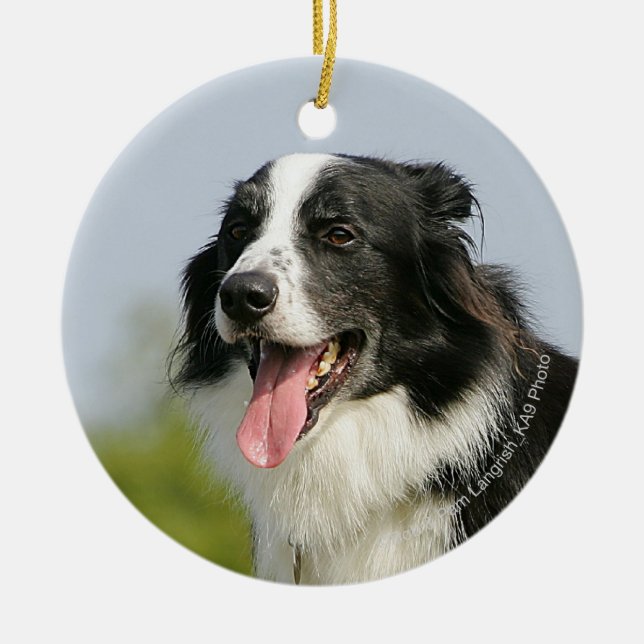 Adorno De Cerámica Colocación del jadeo del border collie (Frente)