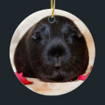 Adorno De Cerámica Conejillo de Indias romántico de pelo corto negro<br><div class="desc">Conejillo de Indias romántico de pelo corto negro</div>