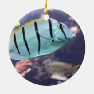Adorno De Cerámica Convicto Tang Gitter-Doktorfisch
