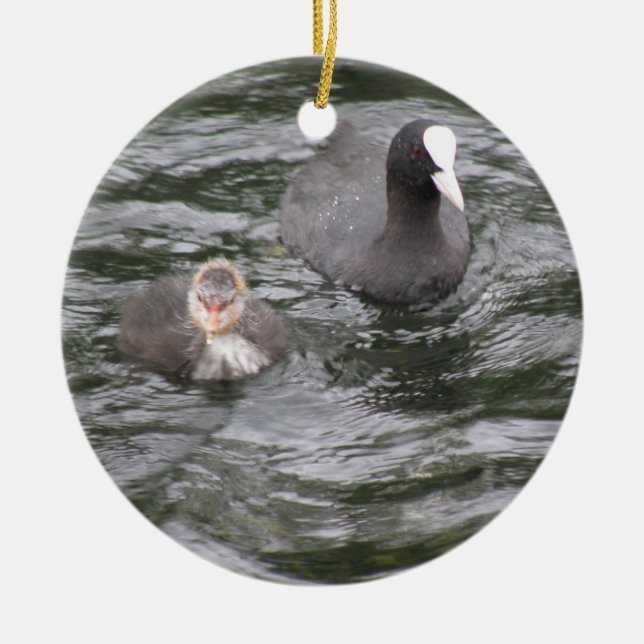 Adorno De Cerámica Coot and Chick Ornament (Frente)