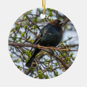 Adorno De Cerámica Cowbird Brown-dirigido