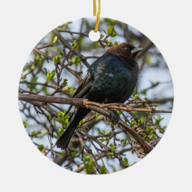Adorno De Cerámica Cowbird Brown-dirigido (Frente)