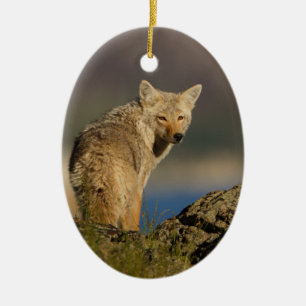 Adorno De Cerámica coyote