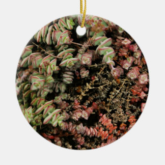 Adorno De Cerámica Crassula perforata
