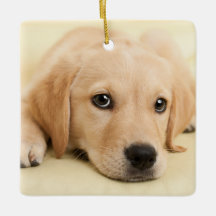 Crea tu propia foto personalizada de tu mascota