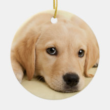 Crea tu propia foto personalizada de tu mascota