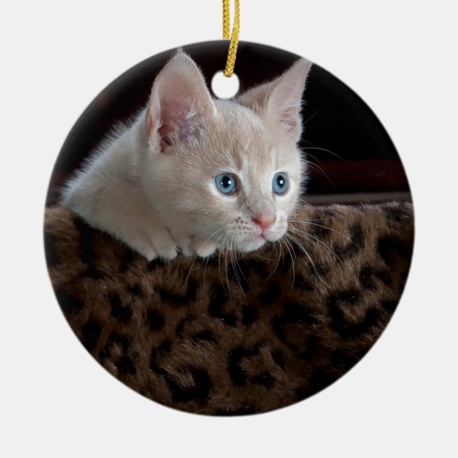 Adorno De Cerámica Criam Kitten con hermosos ojos azules (Frente)