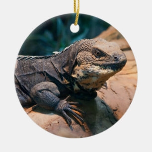 Adorno De Cerámica Ctenosaura melanosterna