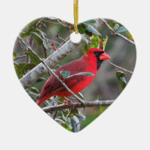 Cuando aparece un cardenal querido del cielo