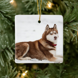 Adorno De Cerámica Cute siberian Husky retrato
