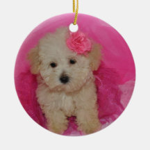 Cuto Maltipoo Puppy