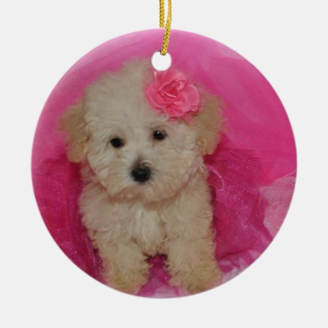 Adorno De Cerámica Cuto Maltipoo Puppy (Frente)