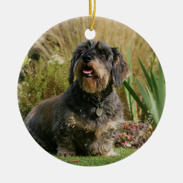 Adorno De Cerámica Dachshund estándar Alambre-haired (Frente)