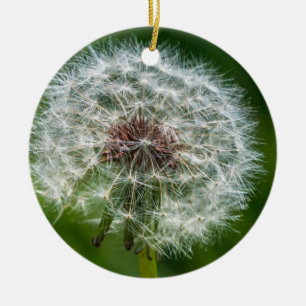 Adorno De Cerámica Dandelion En La Luz