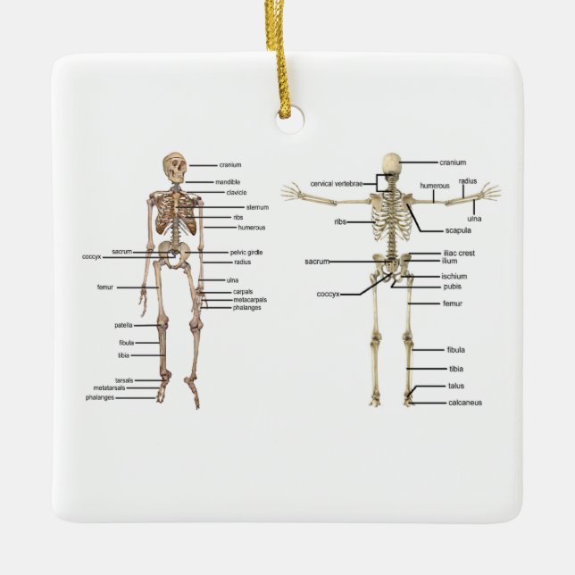Adorno De Cerámica Diagrama médico esquelético de la anatomía humana (Anverso)