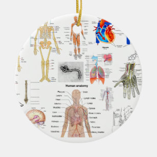 Adorno De Cerámica Diagramas médicos de la anatomía humana coloreados