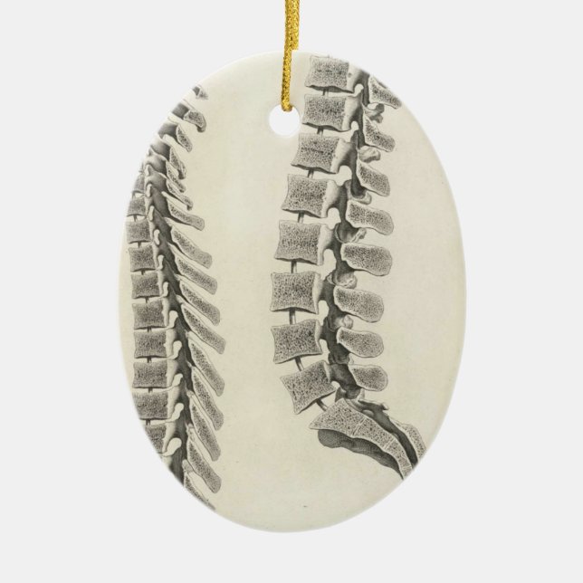 Adorno De Cerámica Dibujo de las vértebras (Frente)