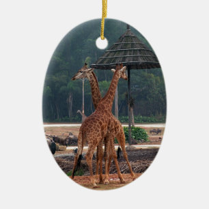 Adorno De Cerámica Dos jirafas consolándose mutuamente en un zoológic
