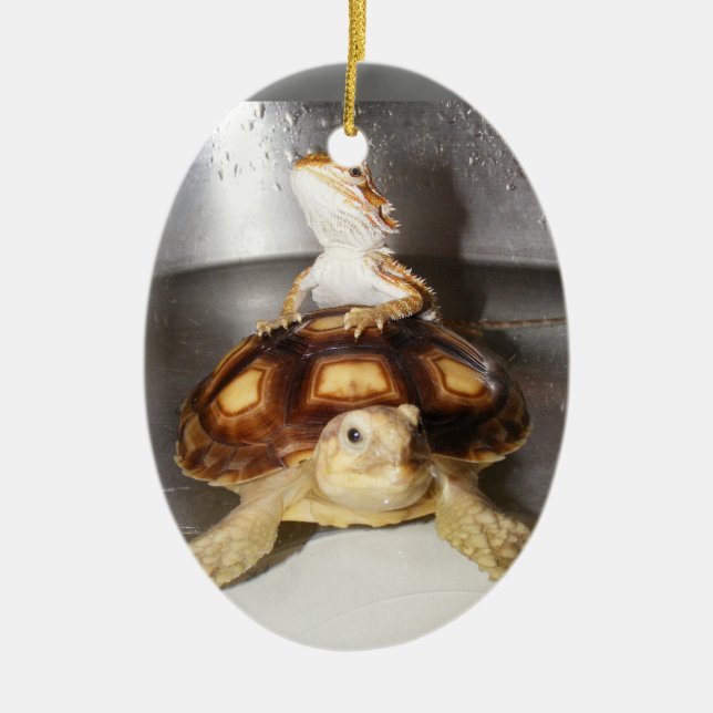 Adorno De Cerámica Dragón y tortuga barbudos de Sulcata (Frente)