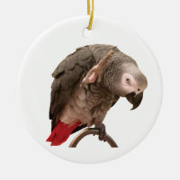 Einstein African Gray Parrot Waving