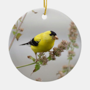 Adorno De Cerámica Escuchando Goldfinch
