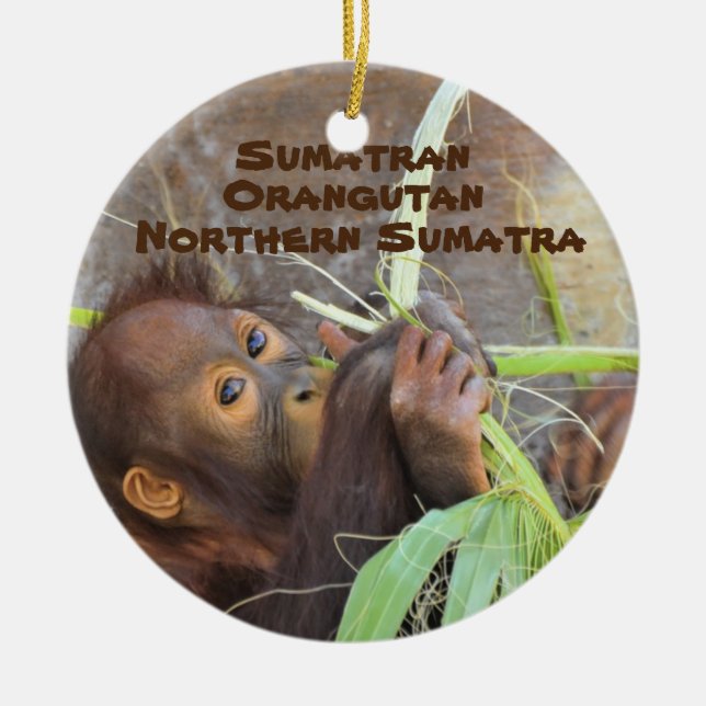 Adorno De Cerámica Especies amenazadas Serie Sumatra Orangutan (Frente)