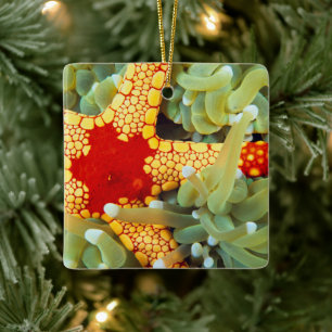Adorno De Cerámica Estrella de mar roja y amarilla