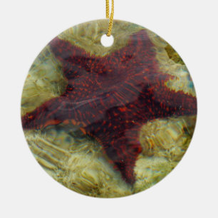 Adorno De Cerámica Estrella de mar submarina en las Bahamas