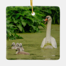 Familia Swan