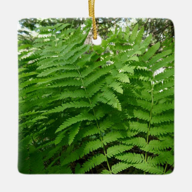 Adorno De Cerámica Fern Fronds IV Naturaleza verde Botánica (Anverso)