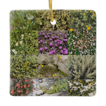 Floreciente en el mar: Asilomar