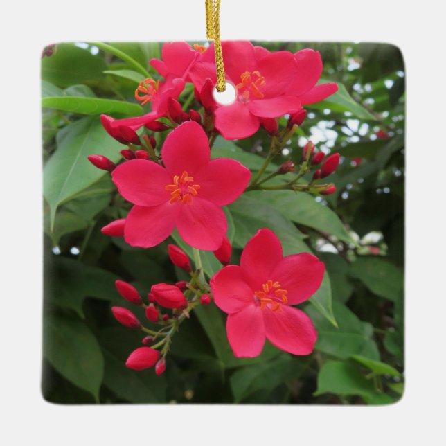 Adorno De Cerámica Flores rojas de Jatropha (Anverso)