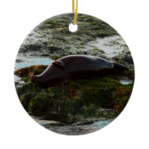 Foca de puerto iluminada por la puesta del sol II 