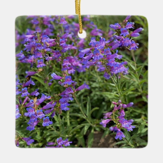 Adorno De Cerámica Foothill Penstemon (Anverso)