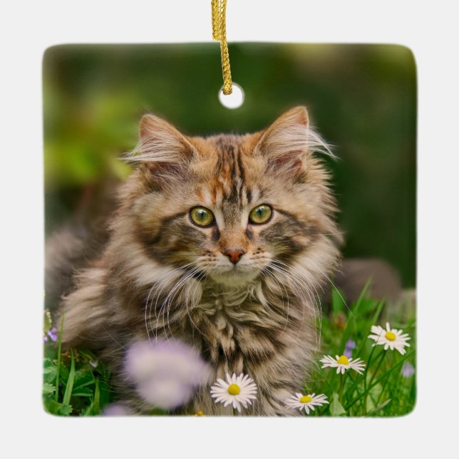 Adorno De Cerámica Foto animal de Maine del Coon del gato mullido (Anverso)