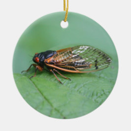 Adorno De Cerámica Foto Cicada