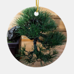 Adorno De Cerámica Foto de árbol Bonsai de pino negro japonés