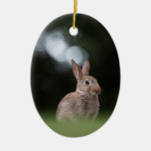 Adorno De Cerámica Foto de conejo salvaje en la naturaleza
