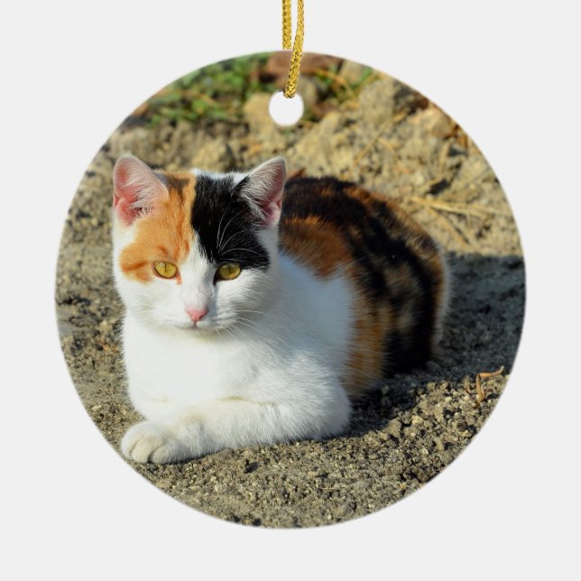 Adorno De Cerámica Foto de gato de bonito Calico (Frente)