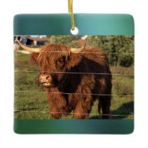 Foto de la vaca Highland