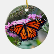 Foto de mariposa monarca de bonito