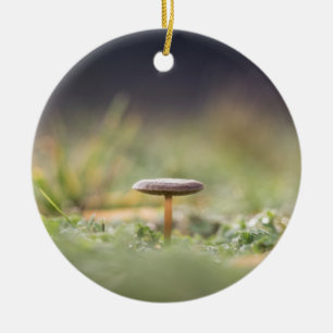 Adorno De Cerámica Foto de Mushroom Nature