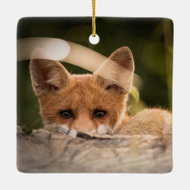 Adorno De Cerámica Foto de un Pequeño Naranja Fox (Reverso)