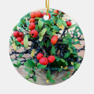 Adorno De Cerámica Foto en árbol Pyracantha Bonsai