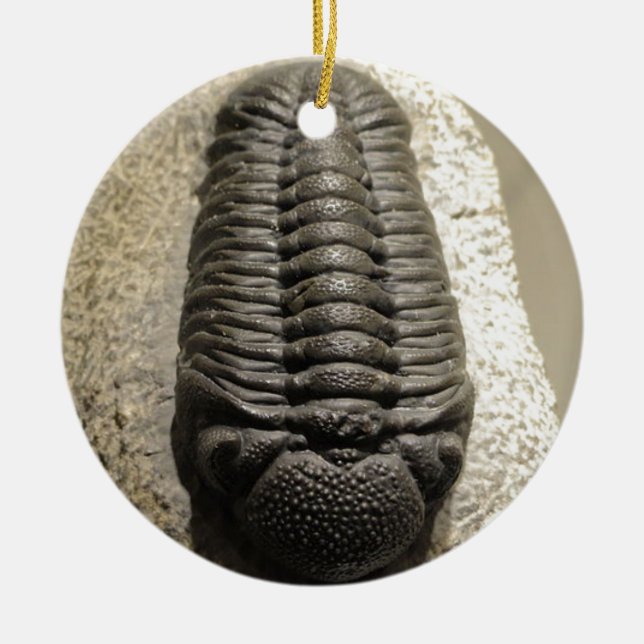 Adorno De Cerámica Foto hermosa del fósil del trilobite de Phacops (Frente)