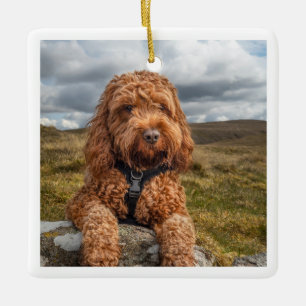 Adorno De Cerámica Foto moderna de perro elegante