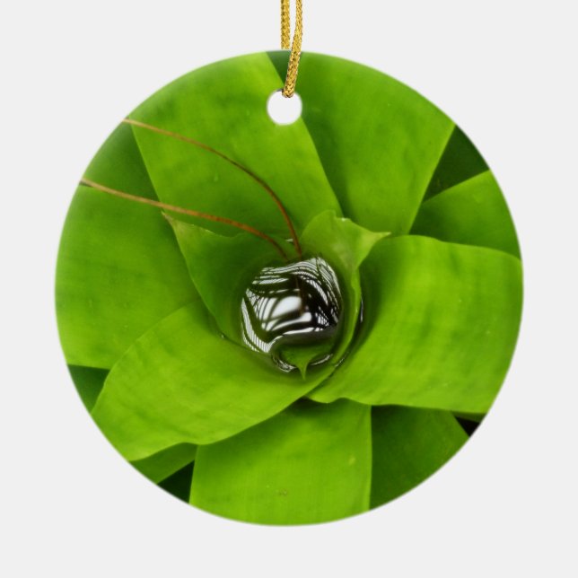 Adorno De Cerámica Fotografía Botánica Verde Bromeliad (Frente)