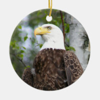 Fotografía del águila calva con verso bíblico