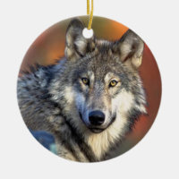 Fotografía del lobo