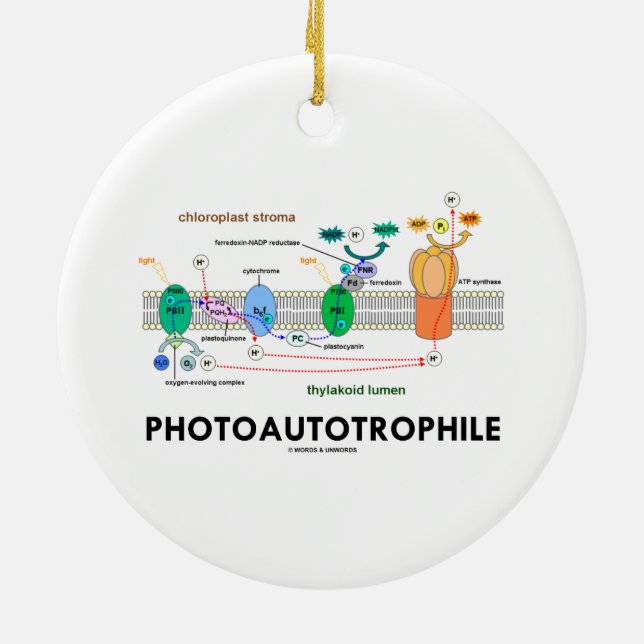 Adorno De Cerámica Fotosíntesis de Photoautotrophile (Atrás)